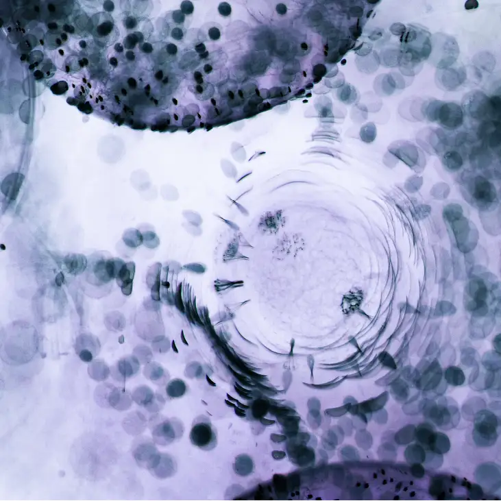 Taevas Origins 4K Surgical Microscope — Advanced Microsurgery Support